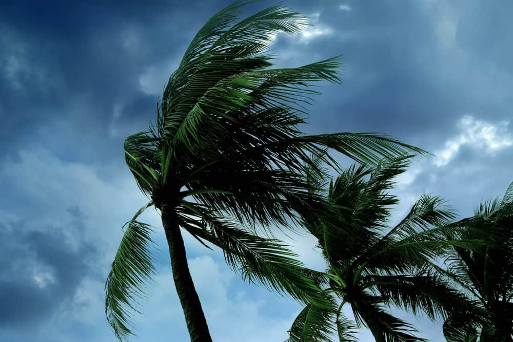 Photo of two palm trees blowing in hurricane force winds.